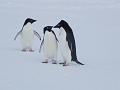 Adelie penguins 15